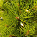 Árvore de Natal Verde Monterey